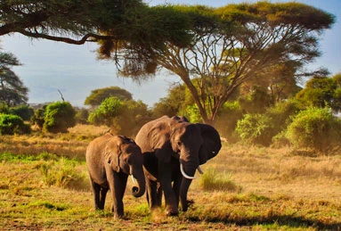 Kenya Travel