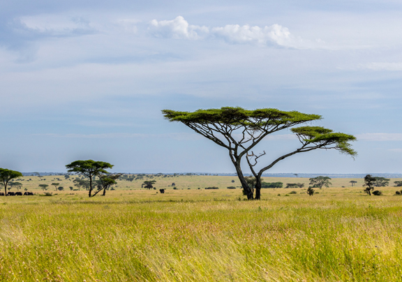 Tanzania Travel Guide