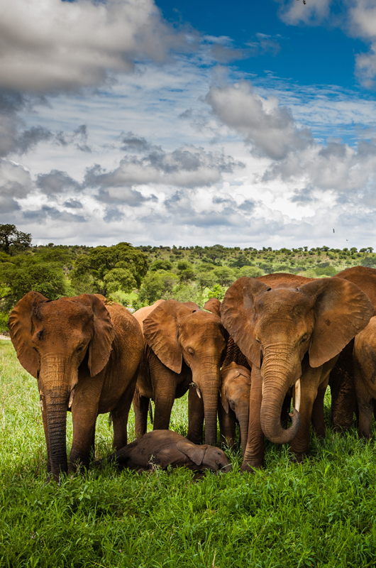 Tarangire National Park