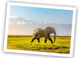 Amboseli national park