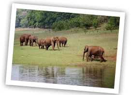 cochin-periyar