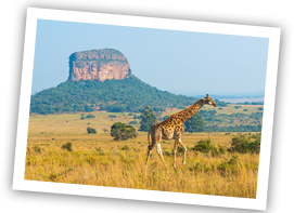 maasai mara national reserve