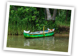 alleppey-poovar